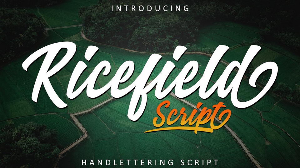 

Ricefield: A Modern Handlettering Script with Strong Style and Dramatic Movement