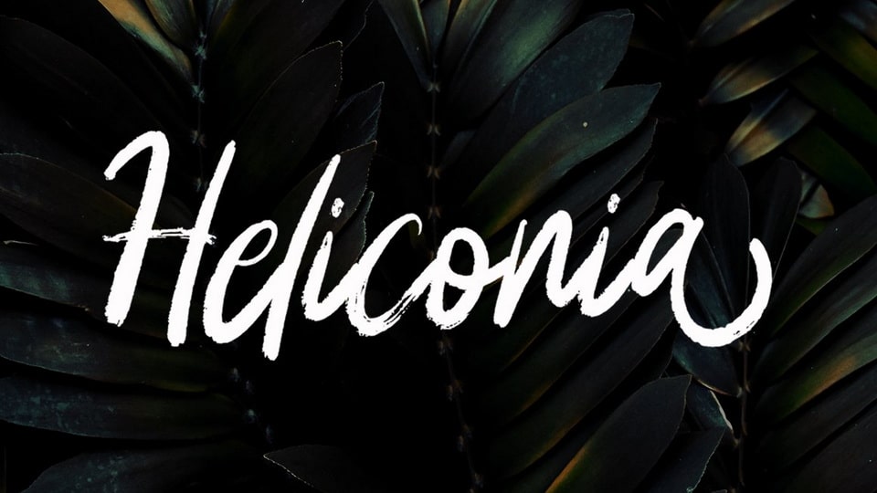 Heliconia: A Versatile Hand-Brushed Script Font