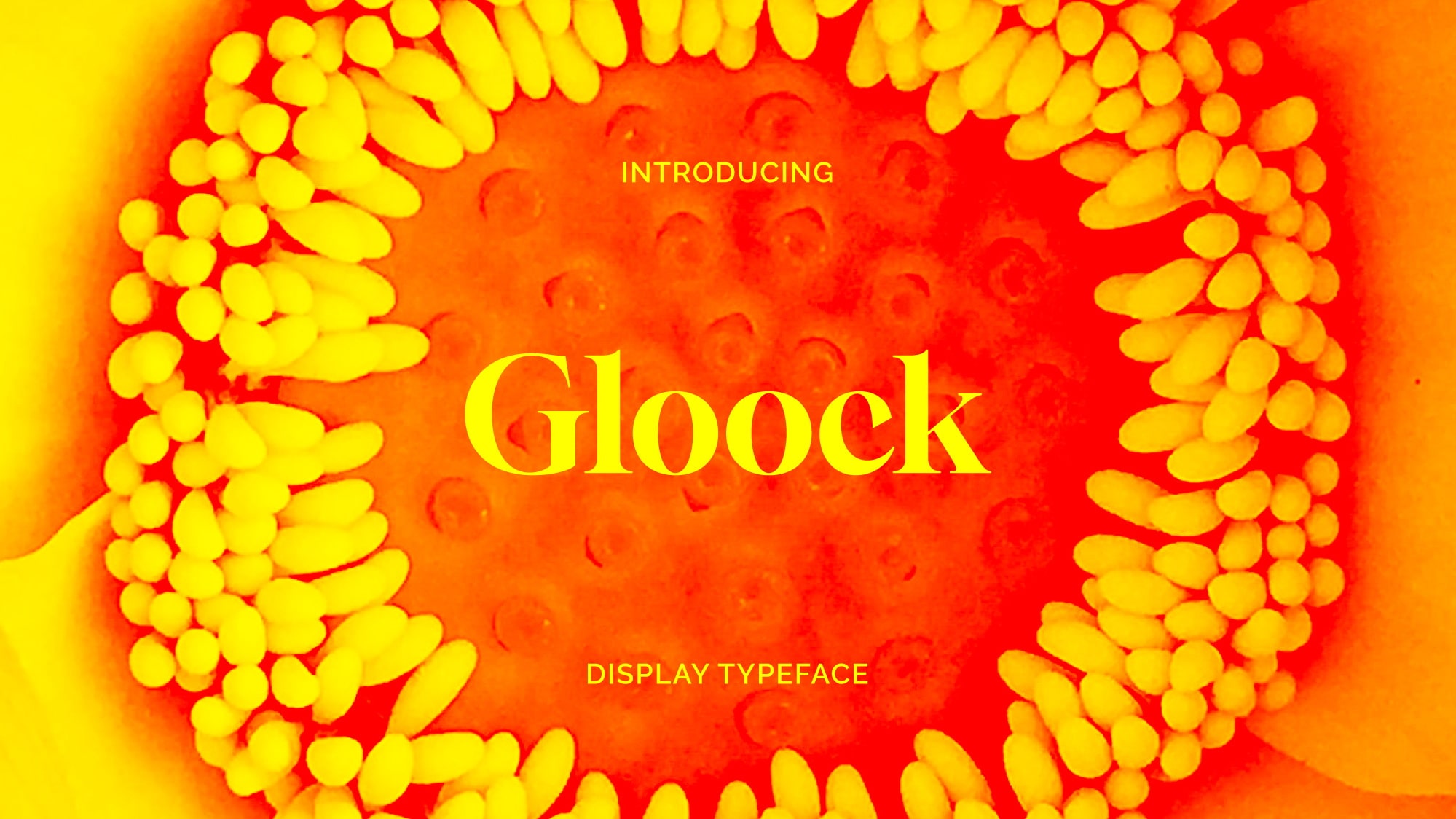 

Gloock: A Modern Serif Font with High Contrast Design
