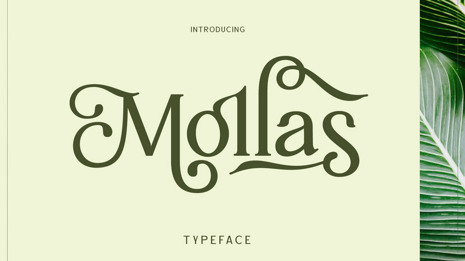 

Bring Elegance and Sophistication to Any Design with Mollas